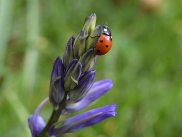Image of red and black spotted ladybug standing on the tip of a bluebell flower