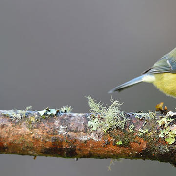 Image of a Blue tit bird perched on a tree branch covered in moss and lichen, blue tit has bright yellow chest feathers with blue and white feather over the head