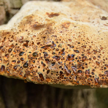 A large fungus bracket on a tree trunk, oozing water