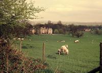 Wytham Abbey and Park Image of Wytham Abbey and Park across a field of grass, sheep and lambs